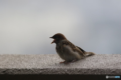 雨上がりの朝　1