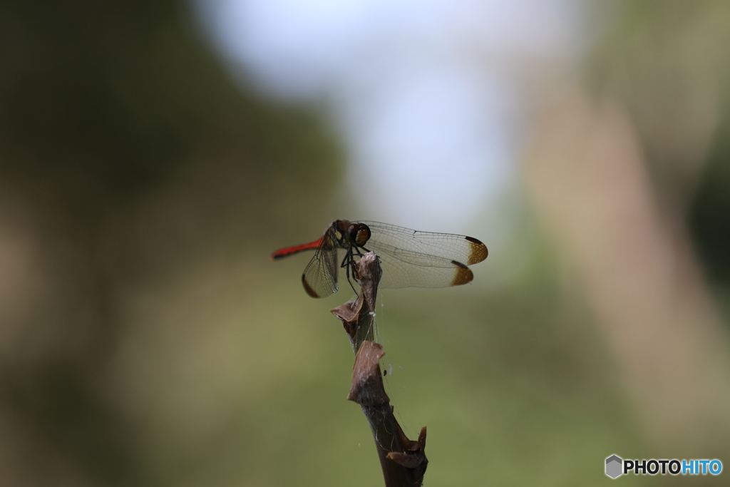 今日出会ったトンボさん
