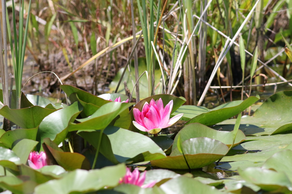 だれも見てなくても・・・