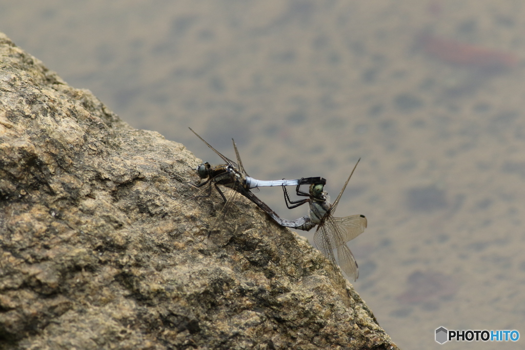 命を繋ぐ　シオカラ