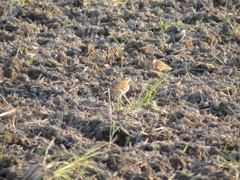 田んぼの鳥さん１
