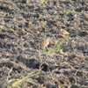 田んぼの鳥さん１