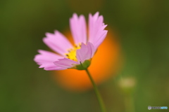 秋桜灯る