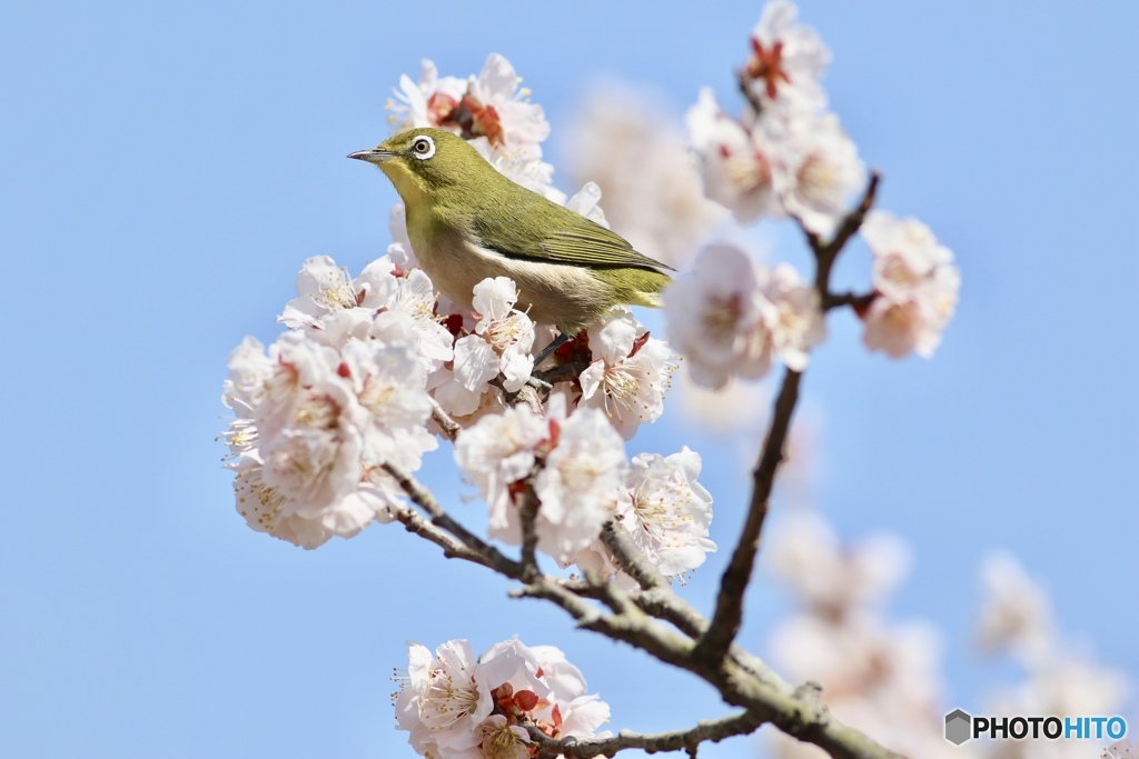 春の日差しの中で