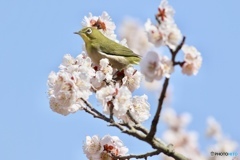 春の日差しの中で