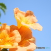 夏色の花