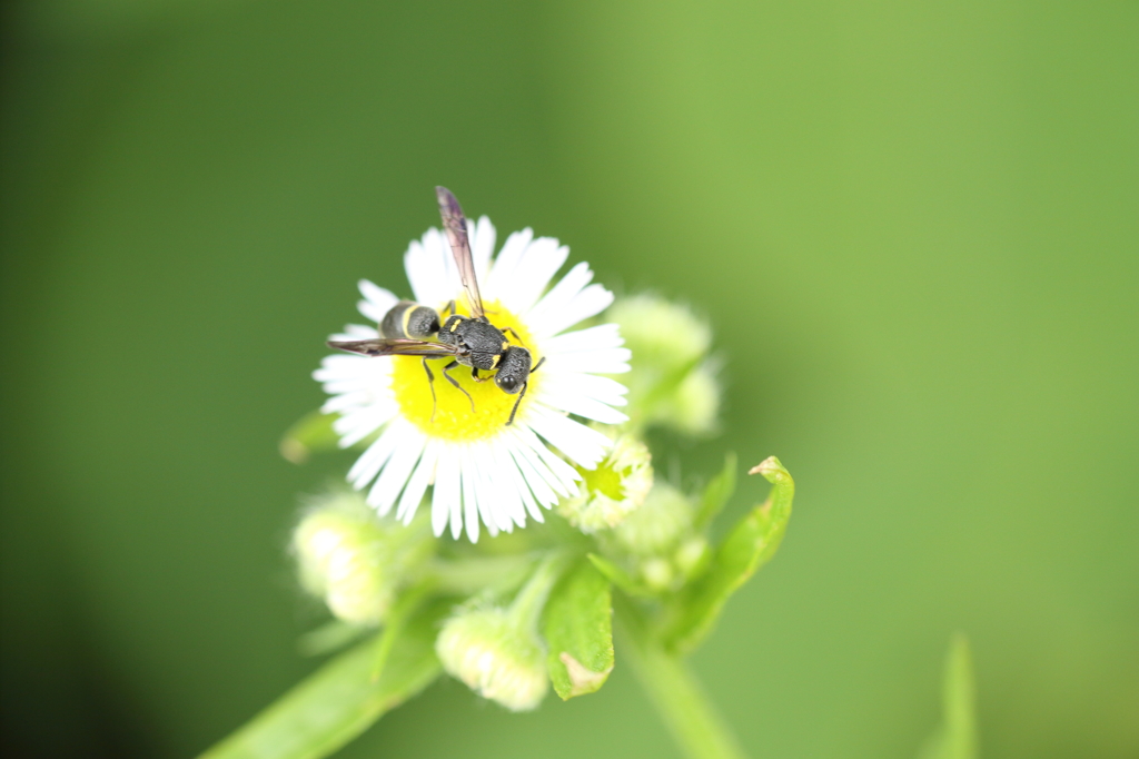 花に来るお客様　３