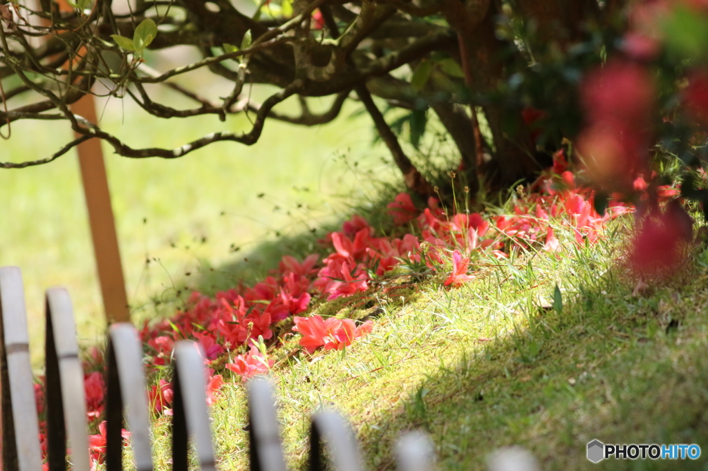 ゆく春を惜しむ