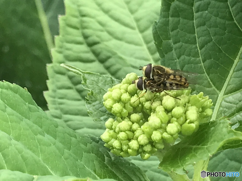 スマホ昆虫撮影　４