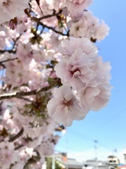 八重桜
