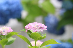 梅雨の朝