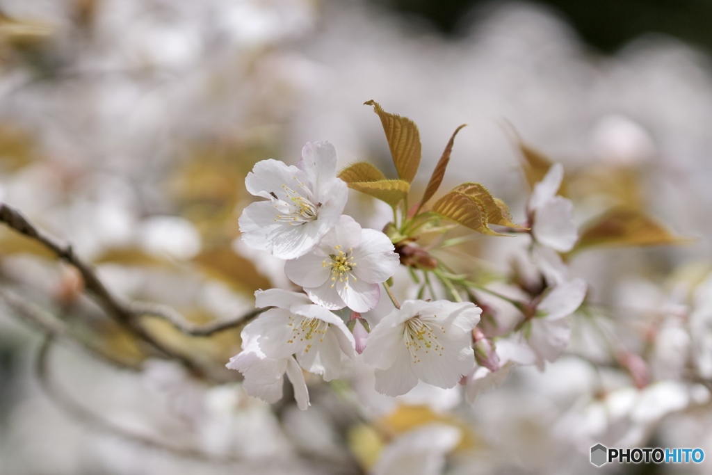 山桜