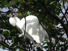 きれい好き