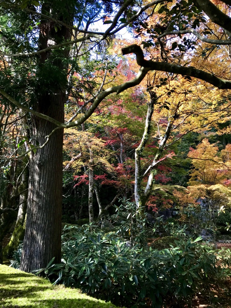 紅葉＠スマホ