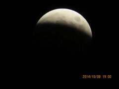 今晩はやはりこれかな