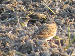 田んぼの鳥さん３