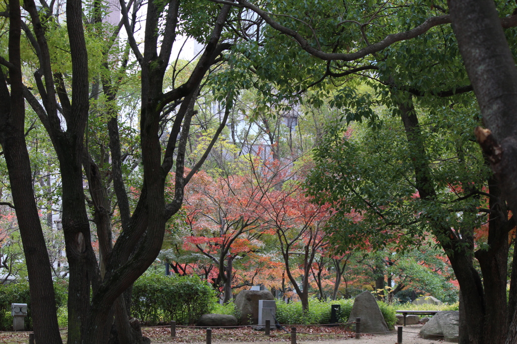 公園の紅葉