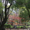 公園の紅葉