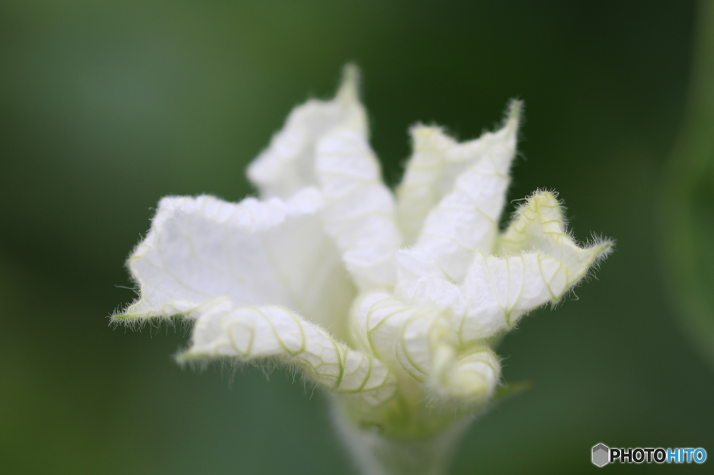 ひょうたんの花