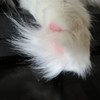 Paw pad