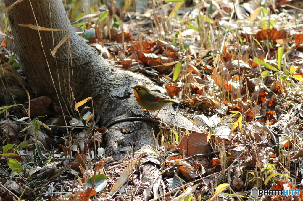 外来種、ソウシチョウ