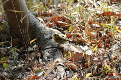 外来種、ソウシチョウ
