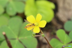 カタバミ食堂