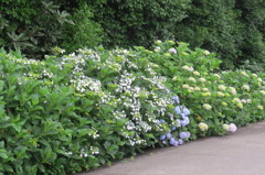 紫陽花の咲く道