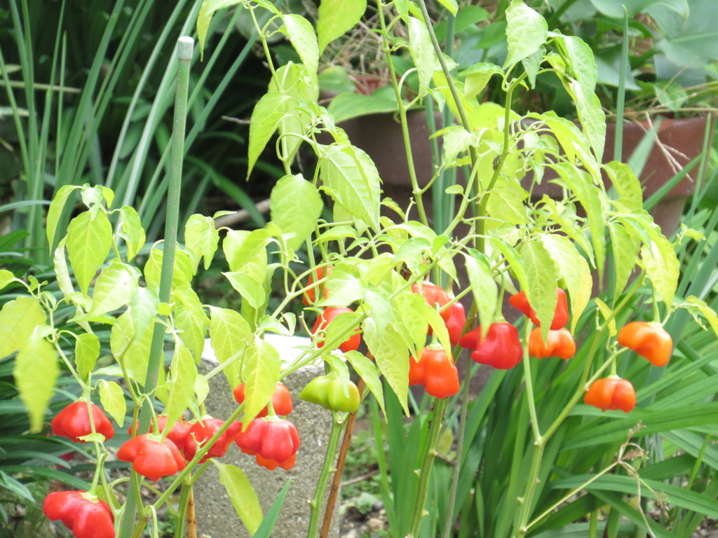 よくよく見たら、あら～～～