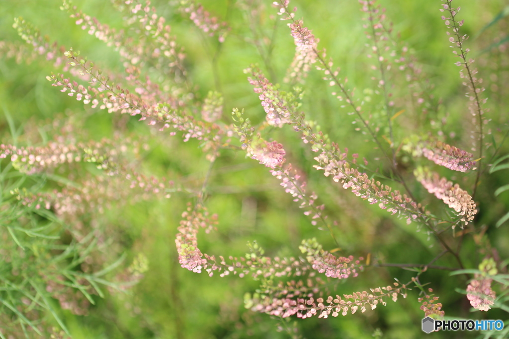 ぺんぺん草？