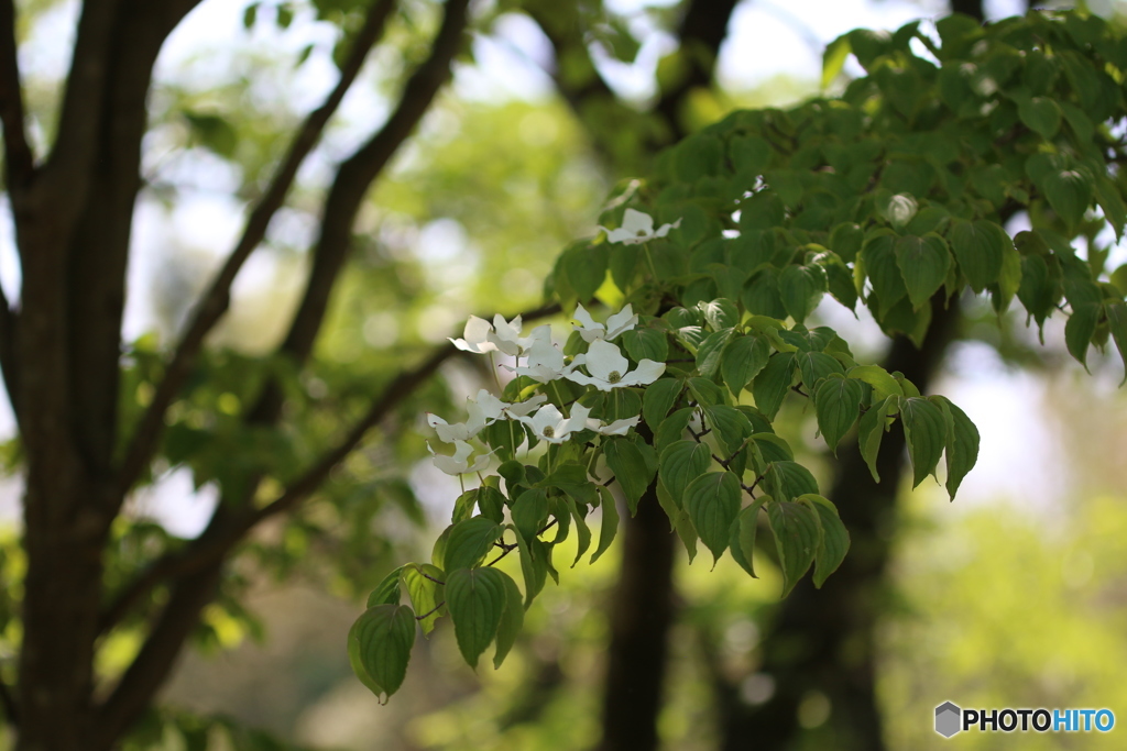 山法師の花