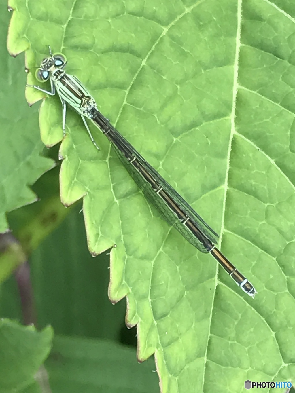 スマホ昆虫撮影　２