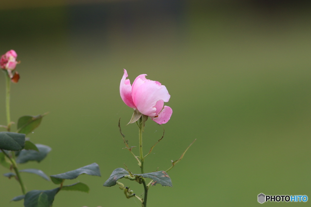 薔薇