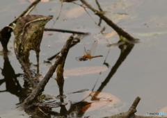 ベニトンボ♀