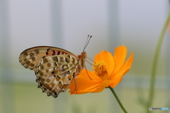 黄色い花がお似合い♪
