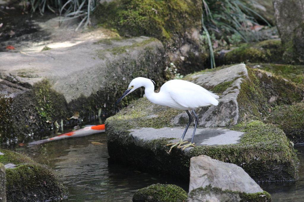食べてもいい？