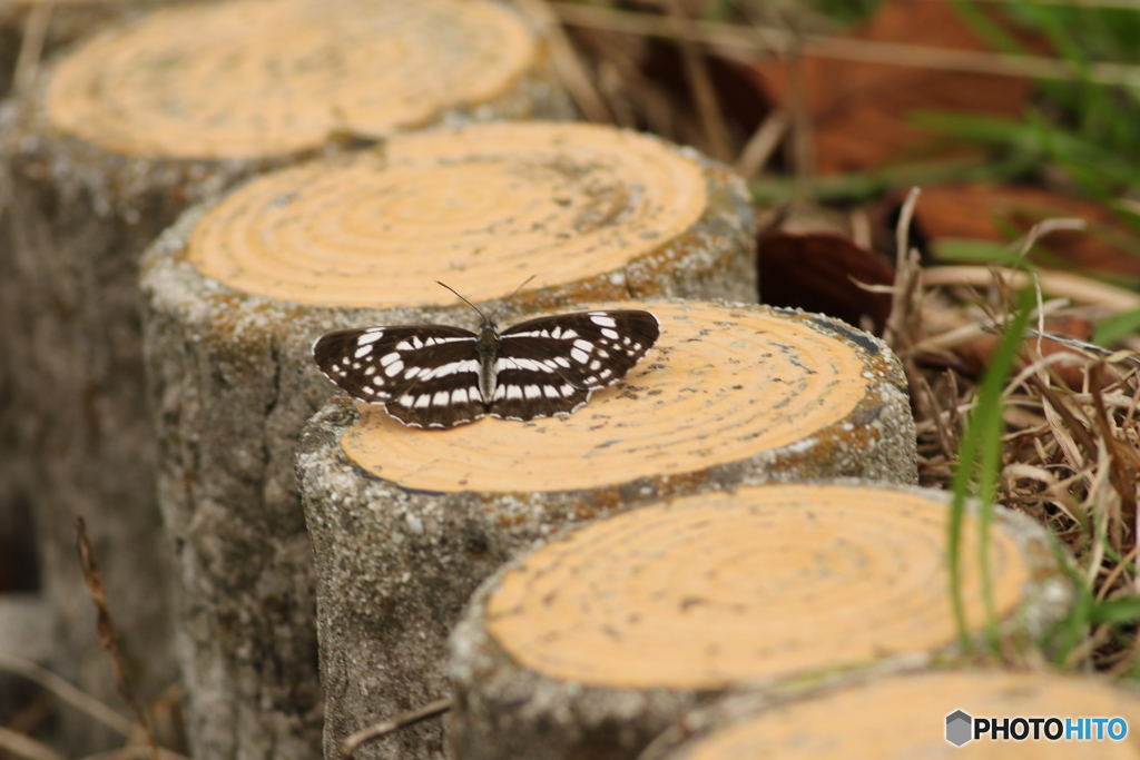 山道のホシミスジ