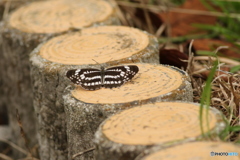 山道のホシミスジ