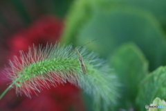 スレンダーな君