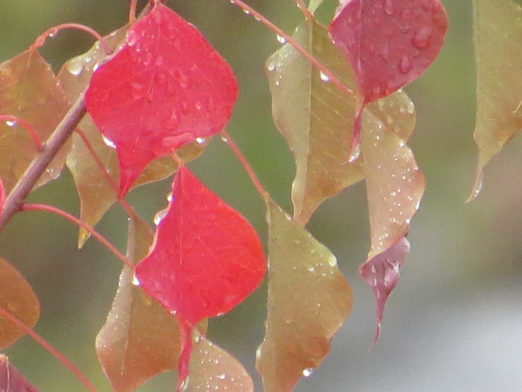 秋の雨