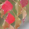 秋の雨