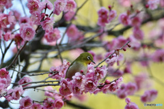 今年のウメジロー　２