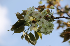薄緑の桜