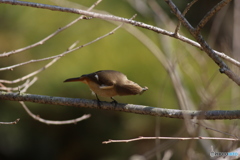 閲覧注意　虫ゲット２