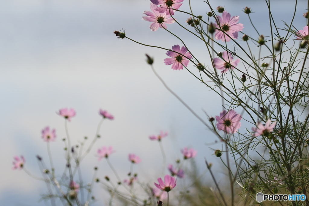 秋桜