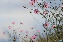 秋桜