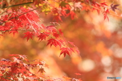 お山の紅葉　１