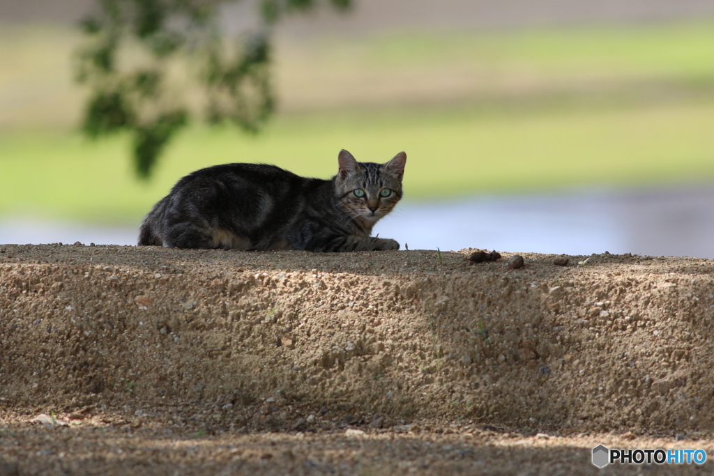 くつろぎ猫　１
