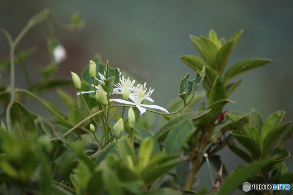 ため池に咲く花
