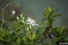 ため池に咲く花